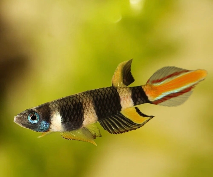 10 Clown Killifish (Epiplatty annulatus)