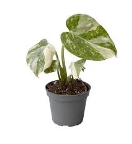 Monstera deliciosa 'Thai Constellation' - Hauteur 14 cm - Pot 6 cm