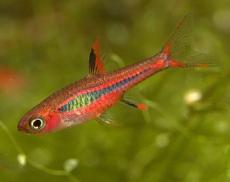 1 Chilli Rasbora (Boraras brigittae)