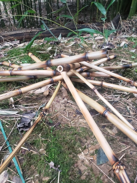 Natural bamboo sticks for vivarium tank