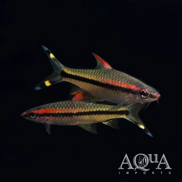 1 Roseline Shark / Denisonii Barb (Sahyadria denisonii)