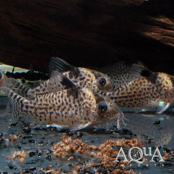 1 Agassizii Cory (Brochis agassizii)