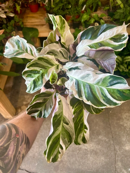 Calathea lietzei 'White Fusion' | Serpentine Plants + Provisions