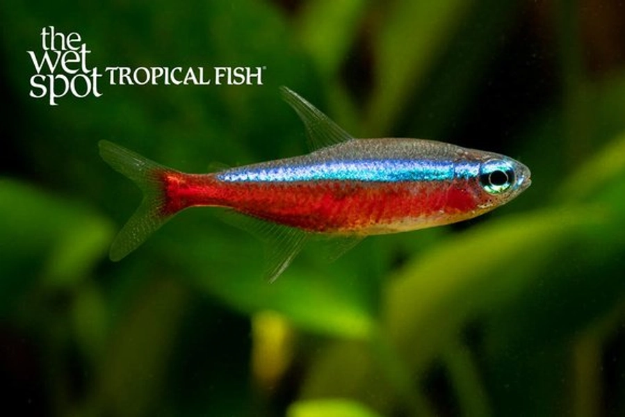1 Cardinal Tetra (Paracheirodon axelrodi)