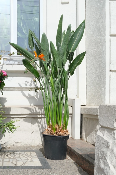 Strelitzia Reginae