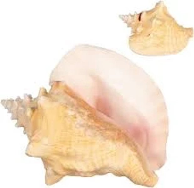 Nautical Crush Trading Conch Shell
