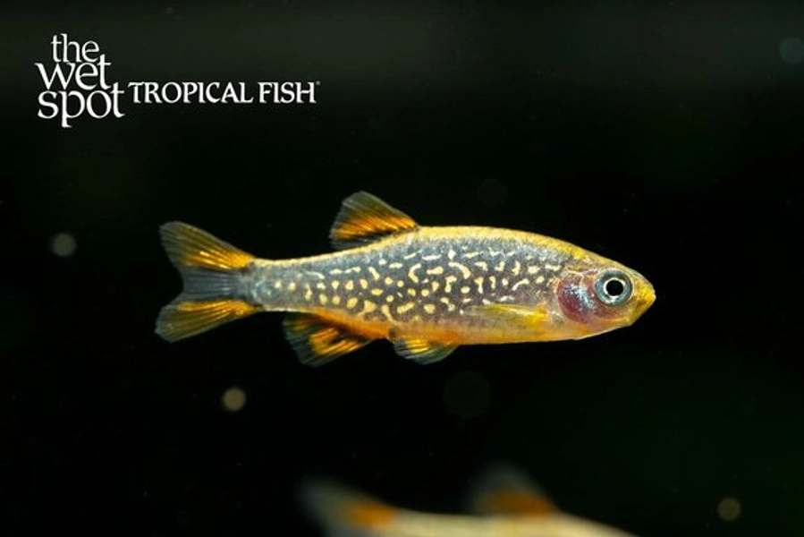 1 Celestial Pearl Danio (Danio margaritatus)
