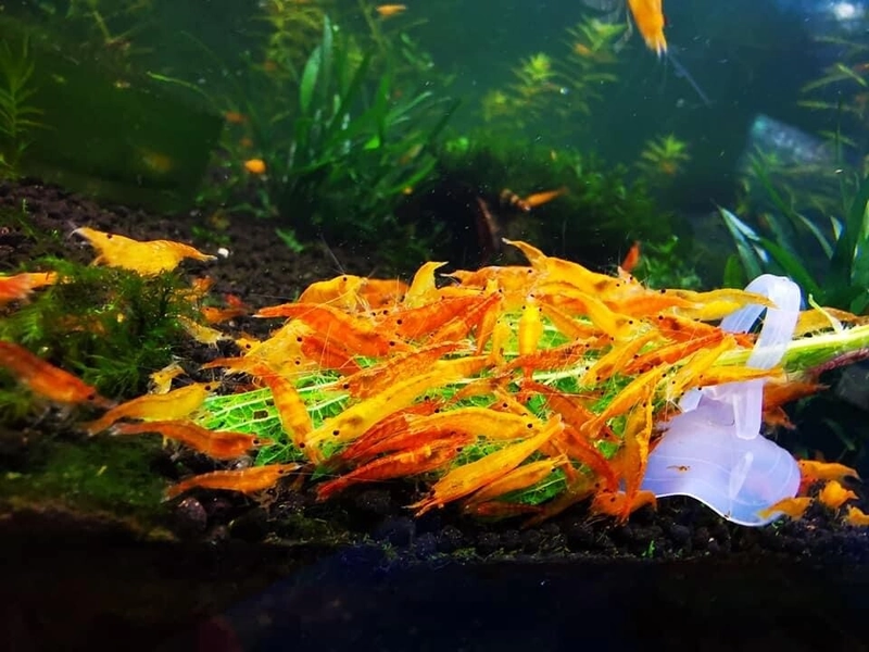 22 Sunkist Orange Neocaridina Shrimp