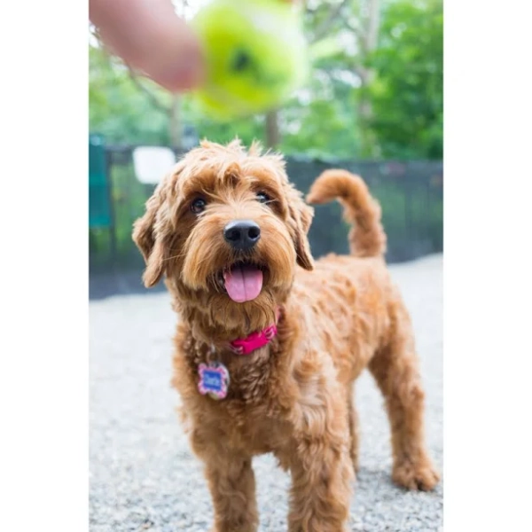 Nycshooter Latitude Run Miniature Goldendoodle
