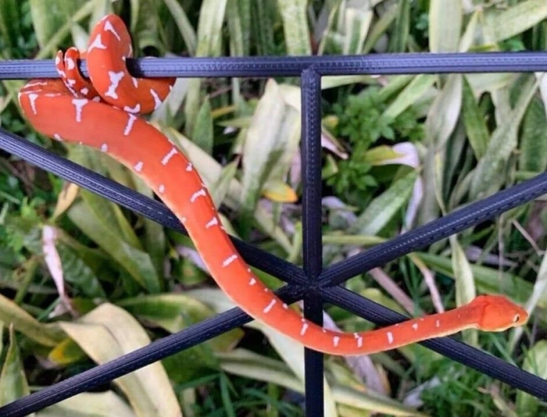 Arboreal Snake/Reptile 10x6in Perch