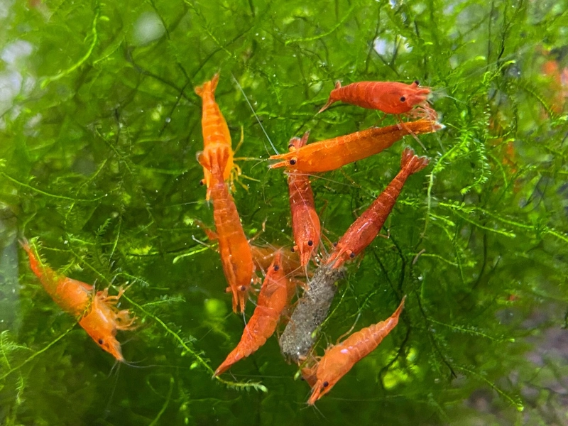 10+ SunKist Orange Neocaridina Shrimp