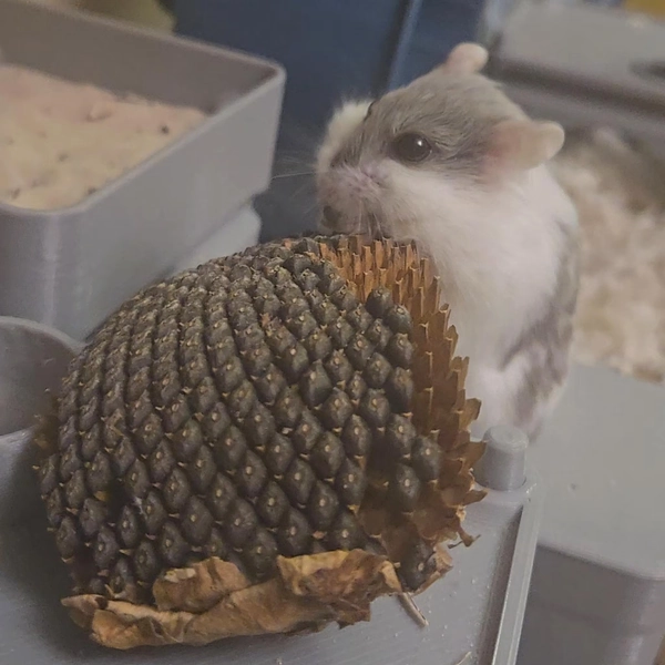 Sunflower Slice - Hamster Foraging Enrichment
