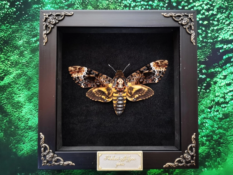 DeathHead Hawkmoth Specimen – Intricately Preserved Insect Art for Dark Aesthetic Decor, Shadow Box Display