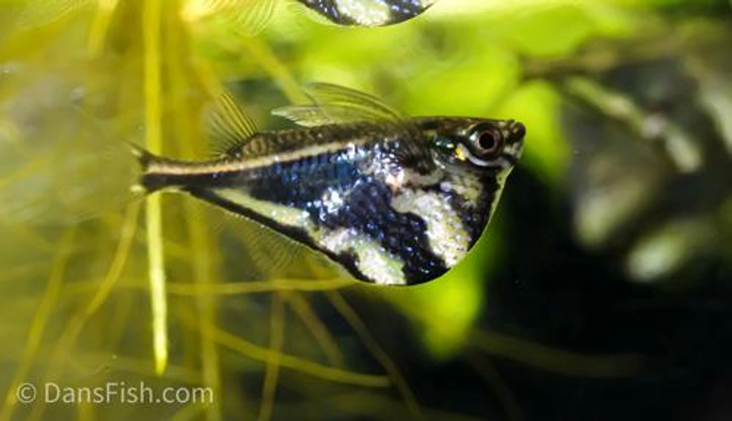 1 Marbled Hatchetfish Rio Nanay (Carnegiella strigata)