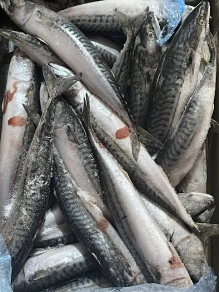 Mackerel Fish 12 pieces