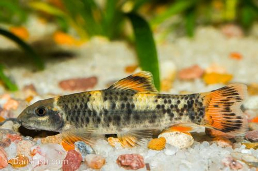 1 Panda Garra (Garra flavatra)