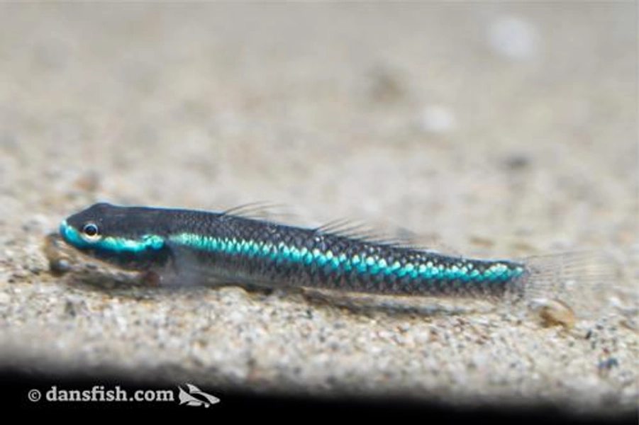 1 Neon Blue Goby (Stiphodon sp.)