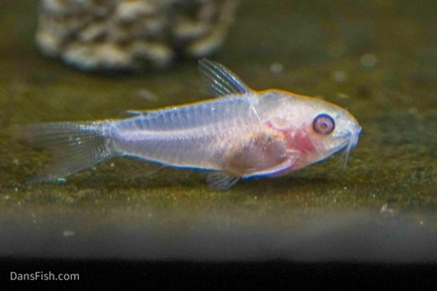 1 Albino Pygmy Cory (Corydoras pygmaeus)