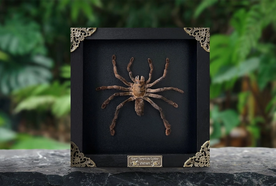 Real Framed Spider Tarantula Bird Eating Insect Shadow Box Taxidermy Taxadermy Artwork Oddities Curiosities Home Gothic Decor - Etsy