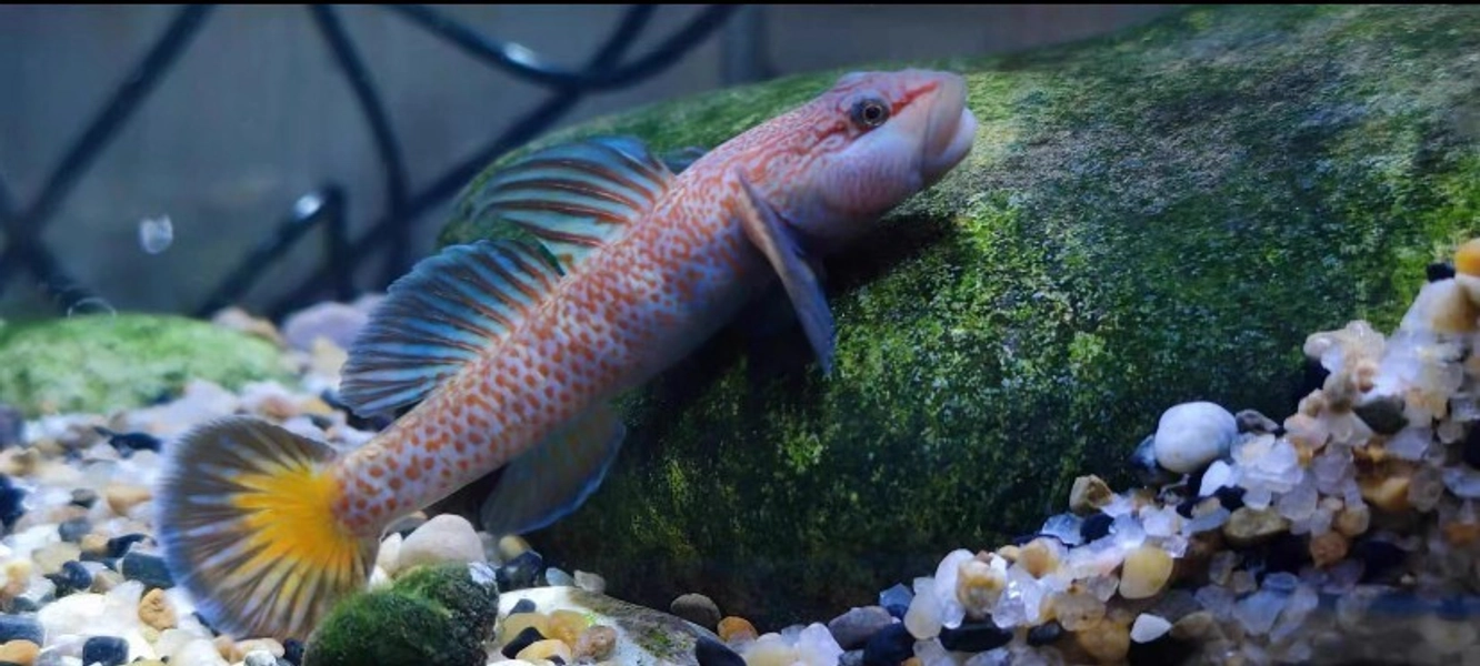 1 Rare Blue-Fin Goby (Rhinogobius shennongensis)