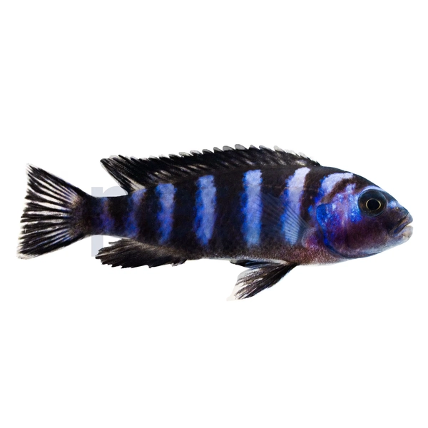 Demasoni Cichlid