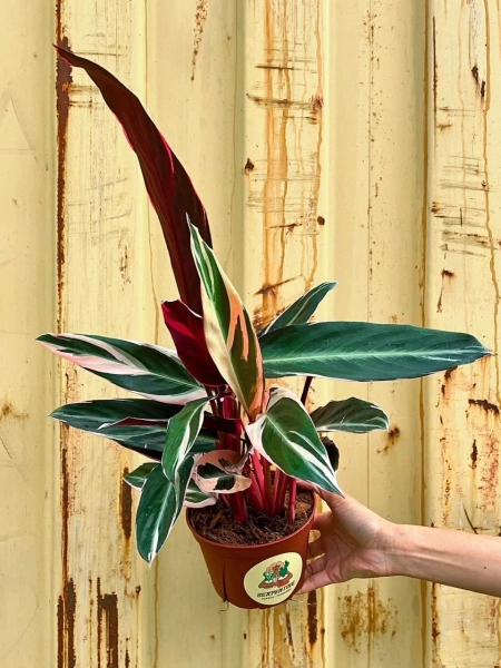 Stromanthe sanguinea 'Triostar' | Serpentine Plants + Provisions
