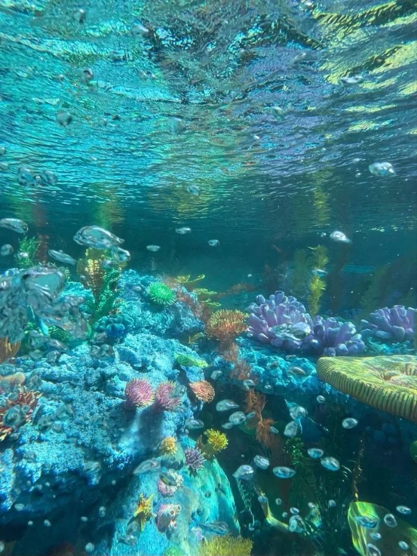Увидеть Океан🌊🐋🪸