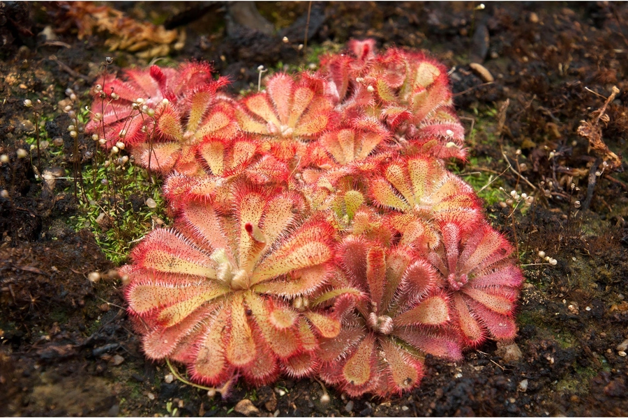 Drosera aliciae Starter Plant
