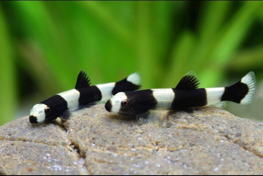 1 Exotic-Rare Panda Loach