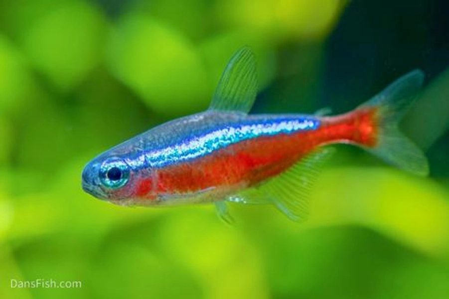1 Cardinal Tetra (Paracheirodon axelrodi)