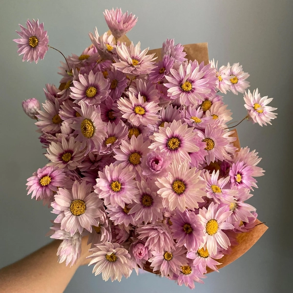 Pink Silver Bell Daisy Bouquet: Native Australian Wildflowers, Naturally Dried & Locally Grown