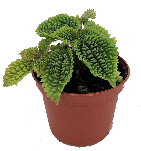 Moon Valley Plant - Pilea mollis - Vibrant & Unique Houseplant - 2" Pot