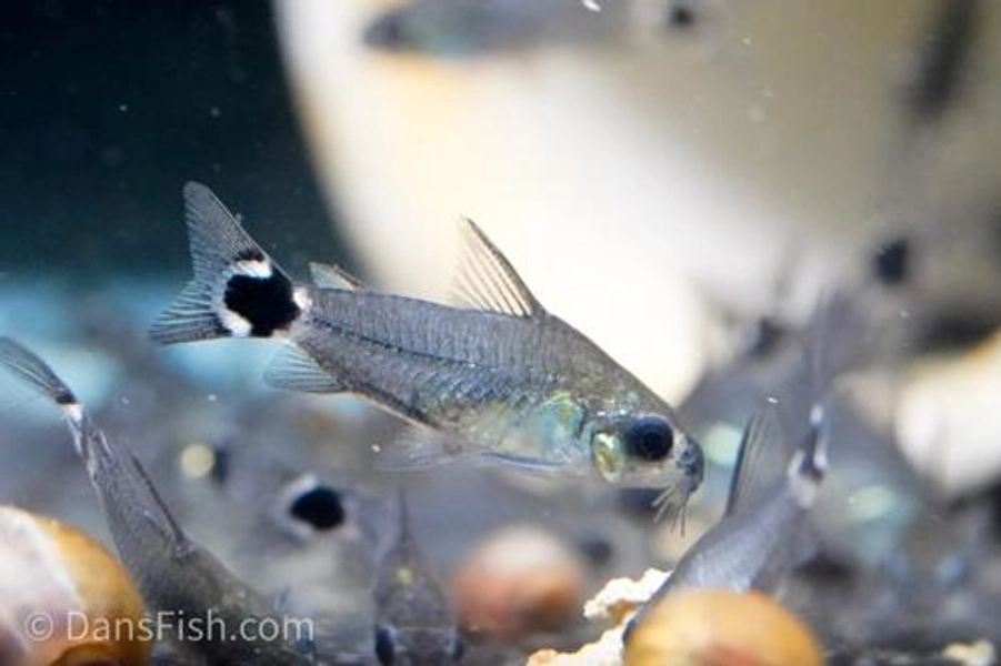 1 Hastatus Corydoras (Corydoras hastatus)