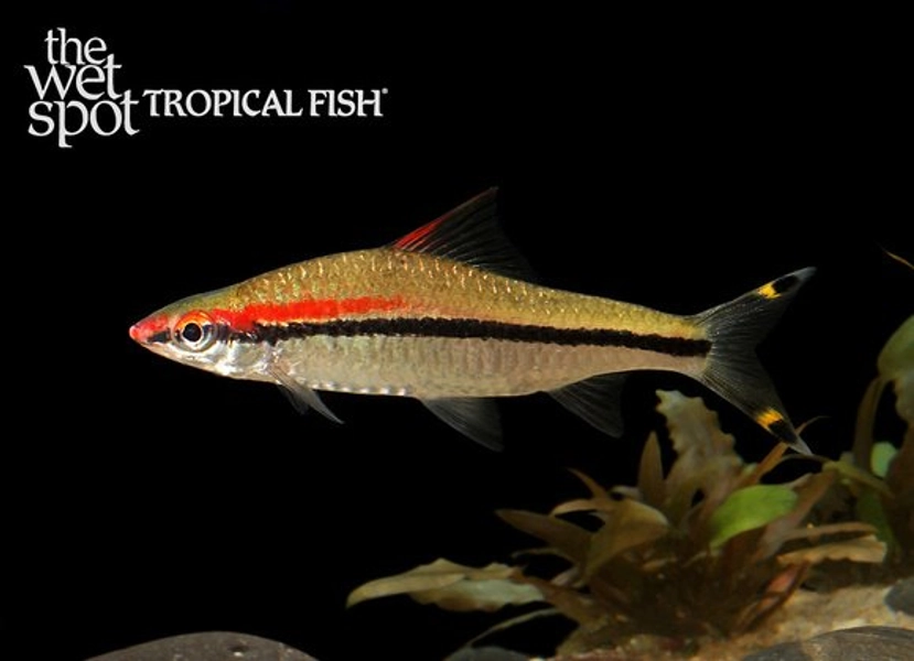 1 Roseline Shark (Sahyadria denisonii)