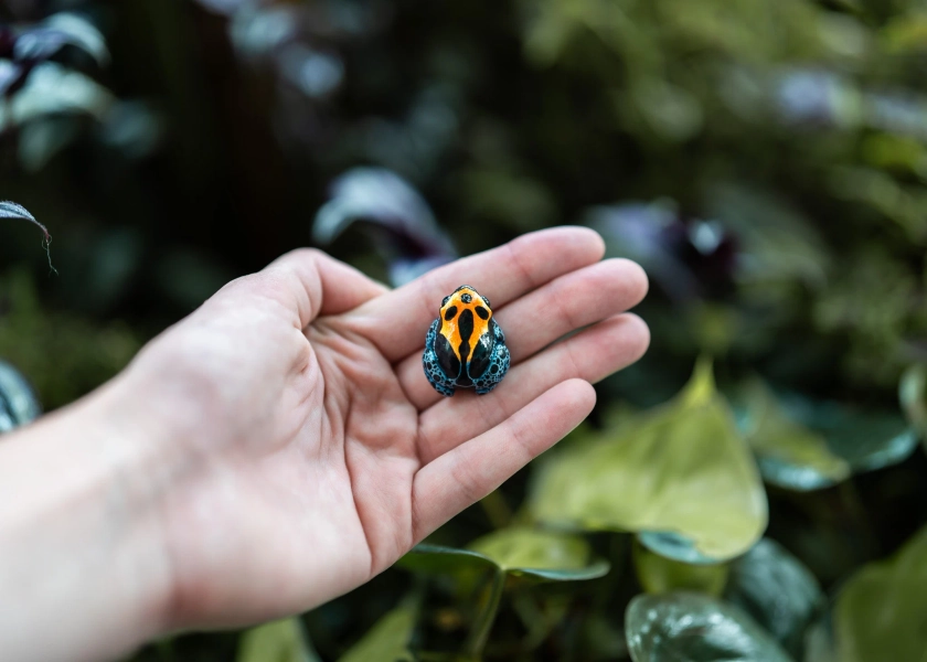 Mini Poison Dart Frog - Polymer clay sculpture, poison dart frog painted sculpture, polymer clay charm, tiny frog model, tiny desk friend