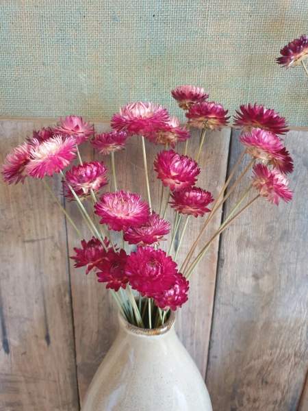 Pink Everlasting Flowers on Tall 45cm Natural Stems - Etsy Australia