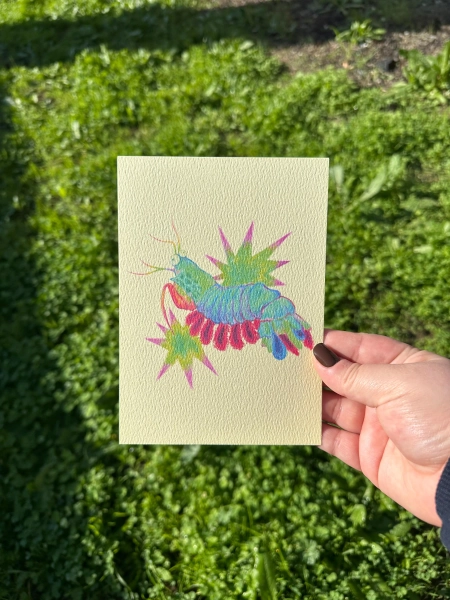 Mantis Shrimp Print 5x7
