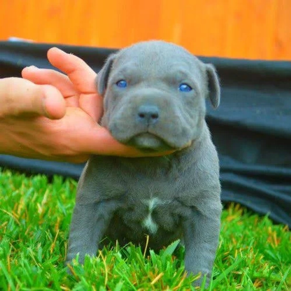 Blue Pitbull Red Nose Puppies For Sale Near Me Red Nose Pitbull Breeder Blue American Pitbull Puppies For Sale