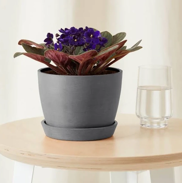 Bloomscape Purple African Violet Flowering Indoor Plant
