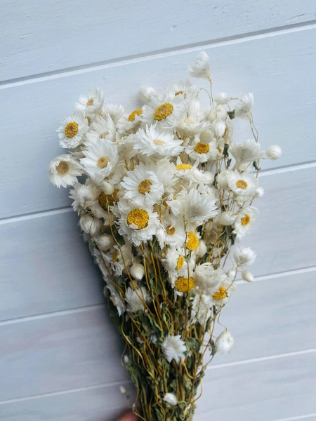 Natural White Preserved and Dried Rodanthe Daisies / Dried Daisies Flowers / Dried Flowers / Preserved Flowers / Pink Daises / White Daisies