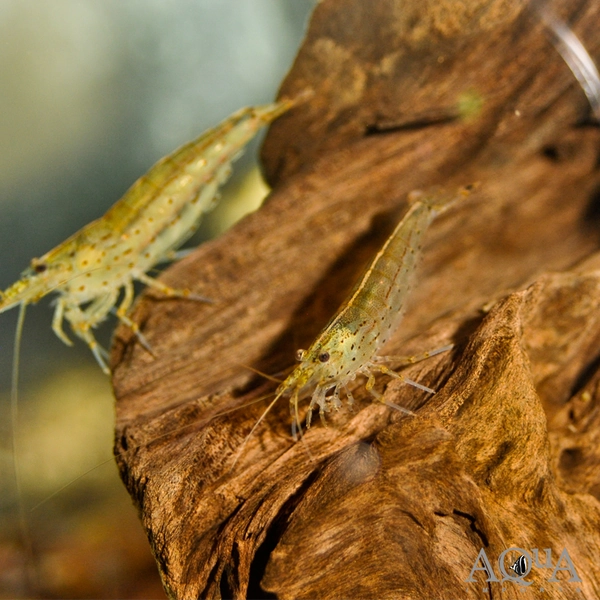 1 Amano Shrimp (Caridina multidentata)