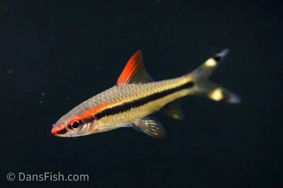 1 Roseline Barb (Sahyadria denisonii)