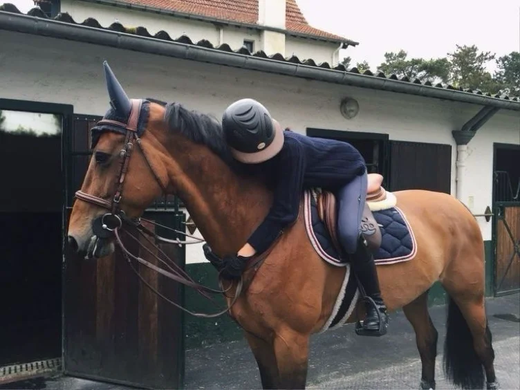 Un cheval 