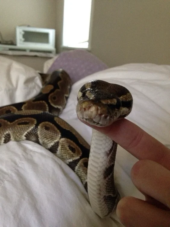 snake